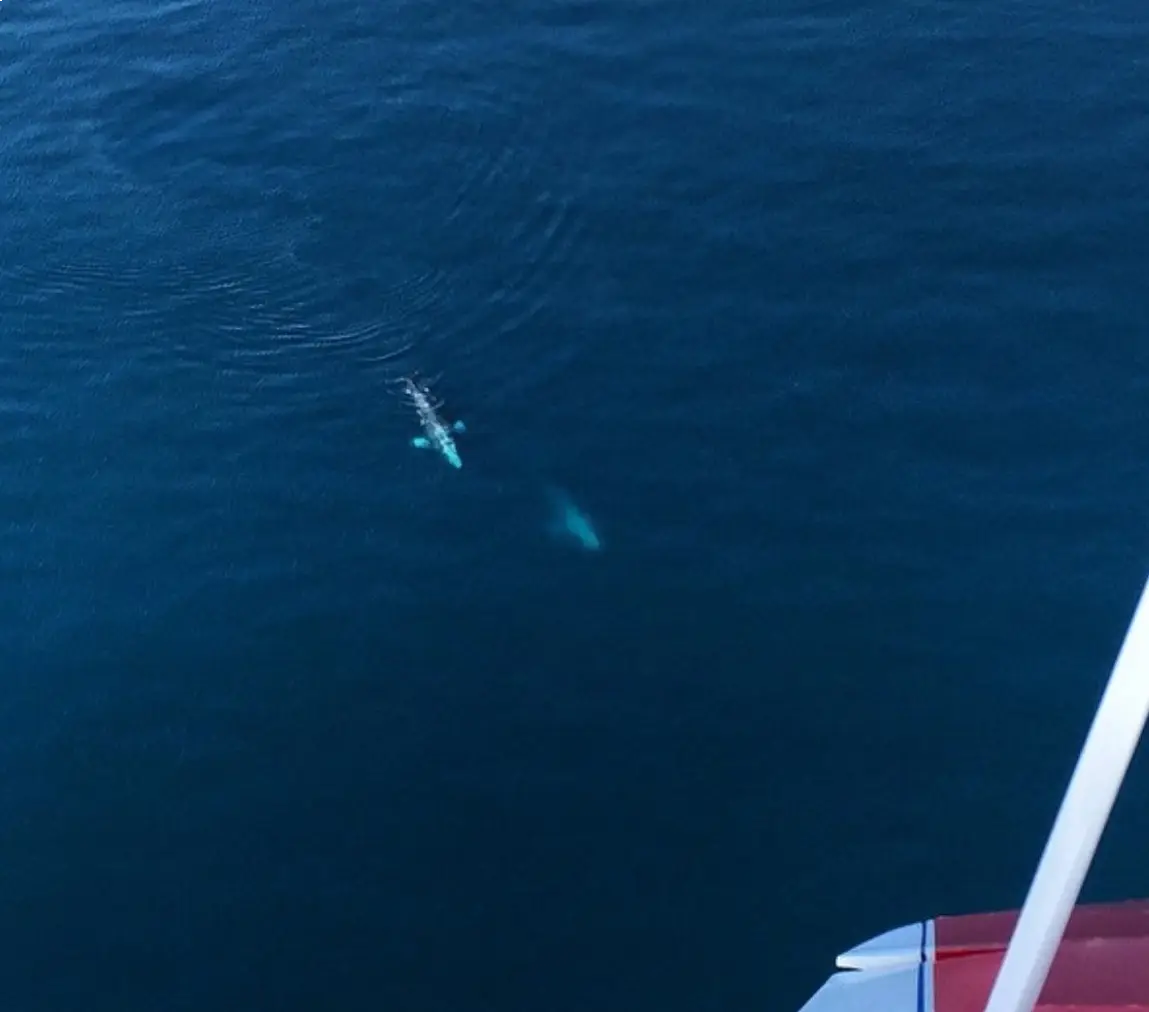 sandiego-sky-tours-blue-whale
